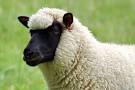 black face sheep