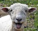 happy sheep