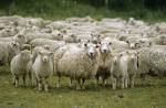 sheepers