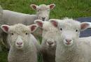 4sheep