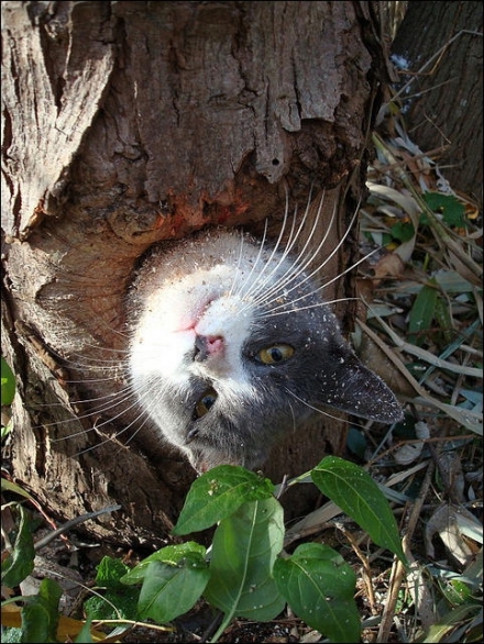 small_cat stuck in a tree