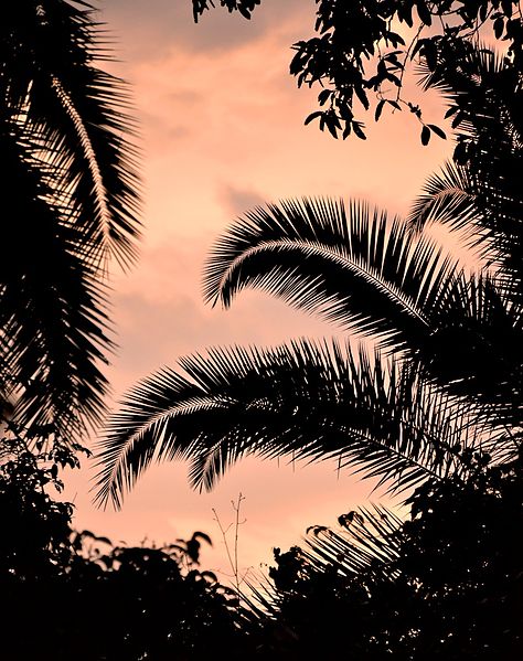 And the multitudes that went before, and that followed, cried, saying, Hosanna to the son of David: Blessed is he that cometh in the name of the Lord; Hosanna in the highest. Matthew 21:9