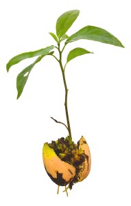 AVOCADO SEED