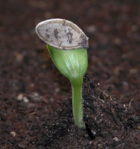 Zucchini Plant, with seed pod on top, 3-15-06