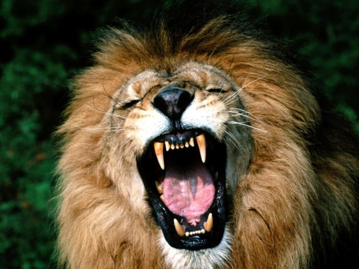 Roaring-African-Lion